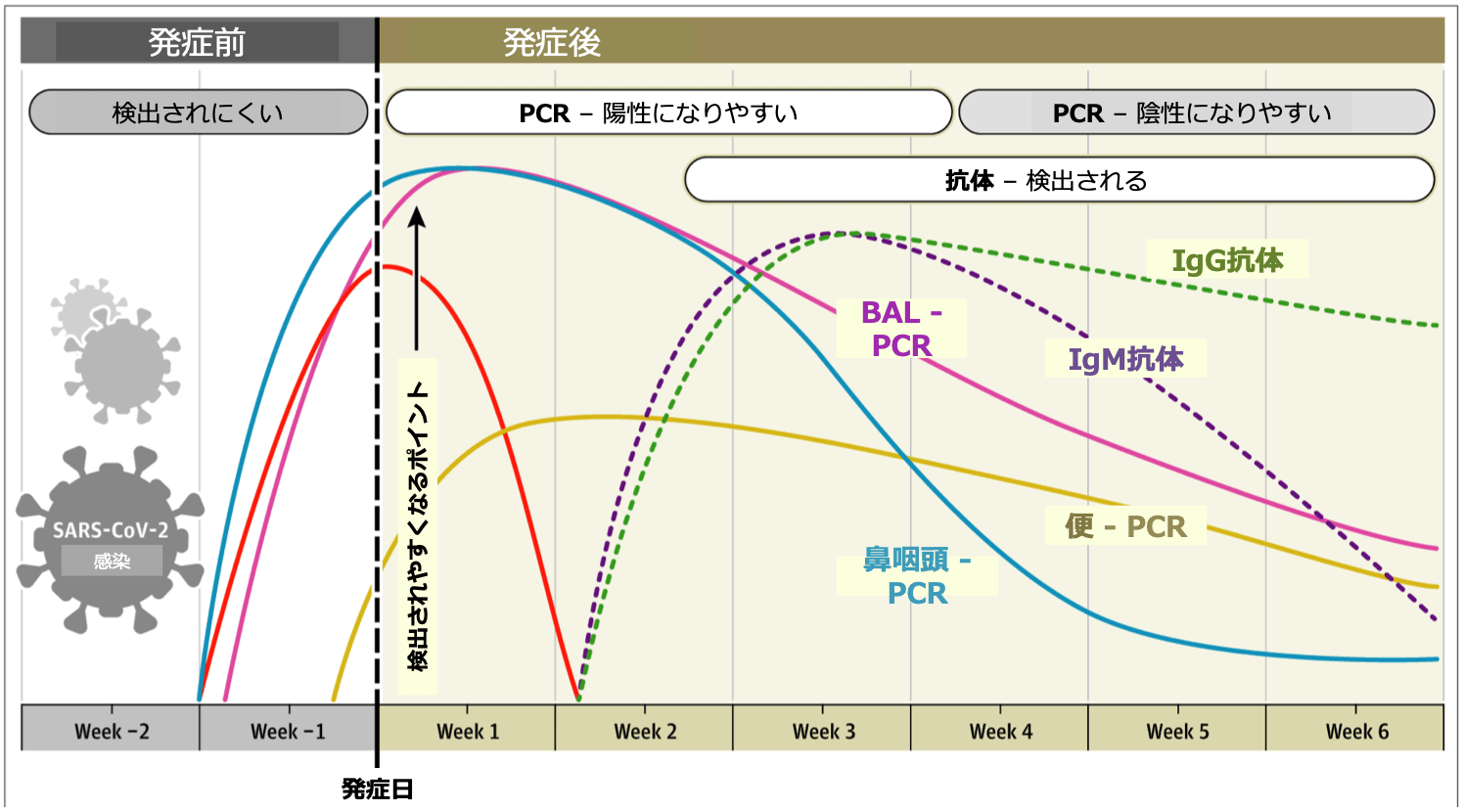 コロナ 甲状腺